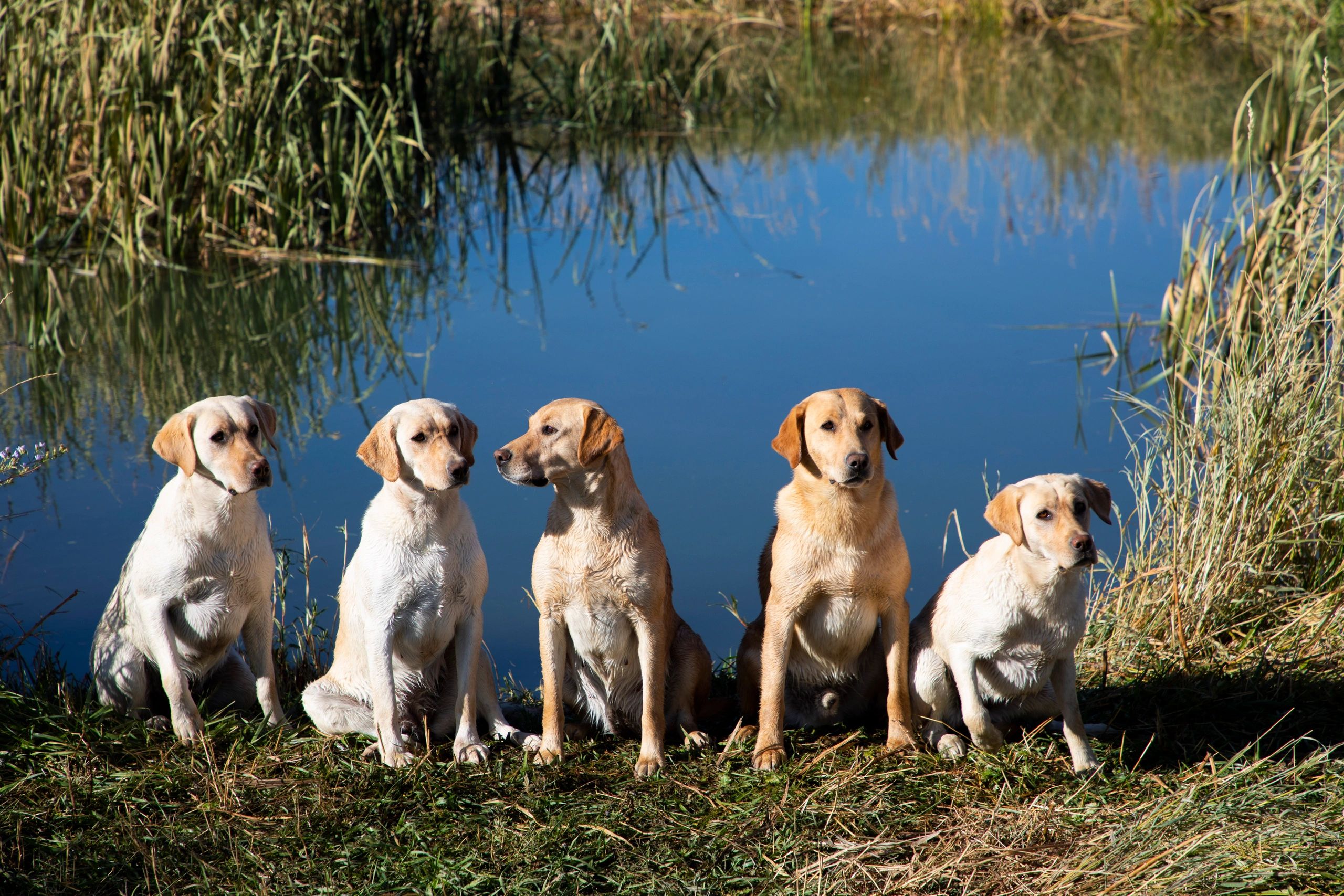 OutWest Kennels Colorado Labrador Retrievers and Labrador